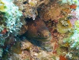 IMG 3347 Goldentail Moray